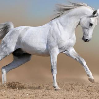 Horse image download