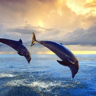 Cute dolphin wallpaper