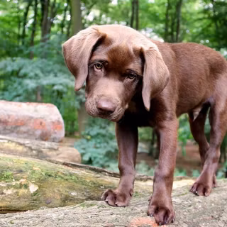 Chocolate lab wallpaper