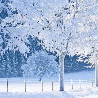 Snowy trees wallpaper