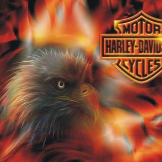 Free wallpaper harley davidson