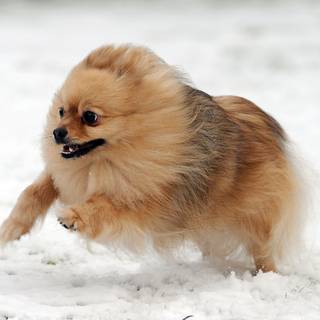 Pomeranian wallpaper