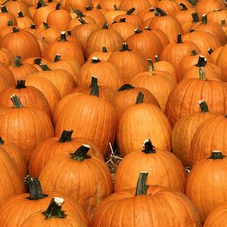Pumpkin wallpaper