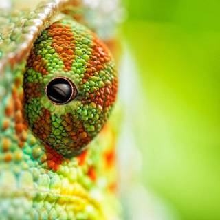 Chameleon wallpaper