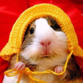 Guinea pig wallpaper