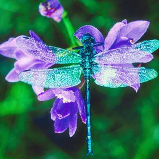 Dragonfly picture
