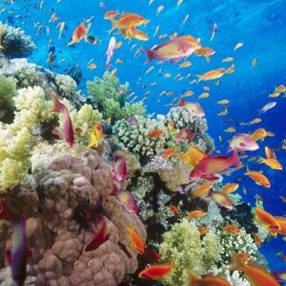 Under ocean wallpaper