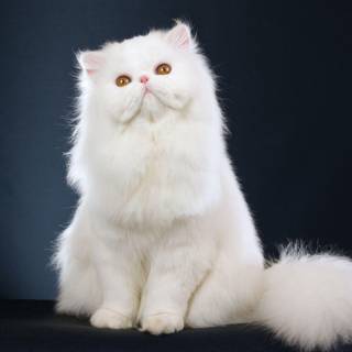 White cat wallpaper