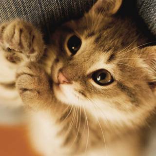 Kitten pictures to download
