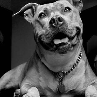 American pitbull wallpaper