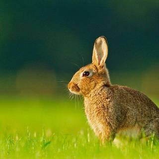 Rabbit wallpaper for desktop