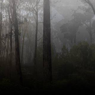 Dark forest background