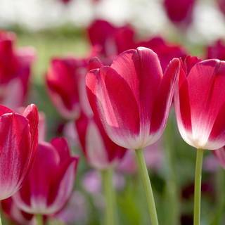 Spring flowers backgrounds