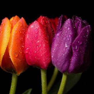 Free spring background wallpaper