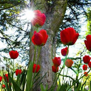 Nice desktop backgrounds wallpaper