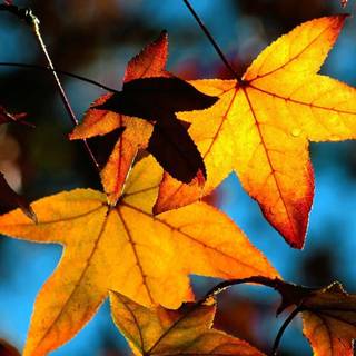 Autumn leaf wallpaper