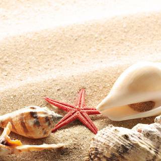 Seashells wallpaper