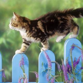 Free desktop wallpaper cats