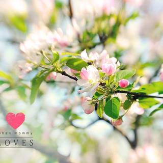 Apple blossom wallpaper