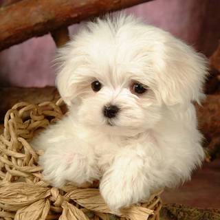 Download images of cute puppies
