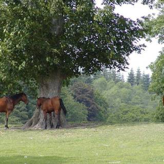 English countryside wallpaper