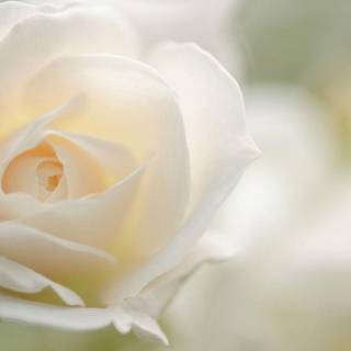 White rose wallpaper