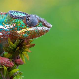 Wallpapers gallery for your desktop