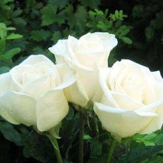 White roses images