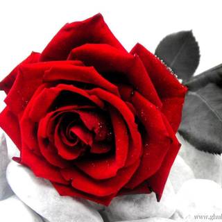 Wallpaper flower rose love