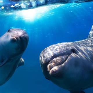 Free dolphin wallpaper for desktop