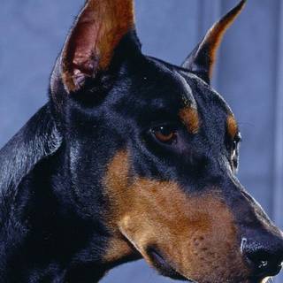 Doberman wallpaper