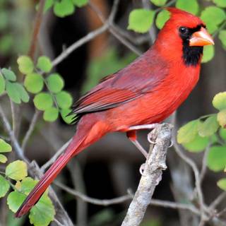 Cardinal bird wallpaper