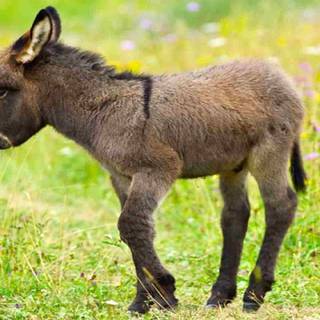 Donkey pictures free