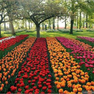 Flower gardens wallpaper