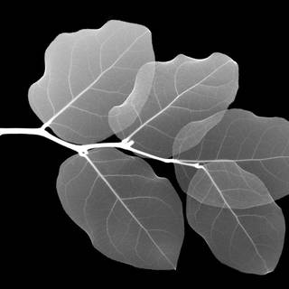 White and black wallpaper