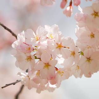 Spring flowers wallpaper