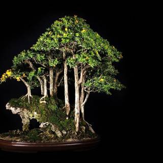 Bonsai wallpaper