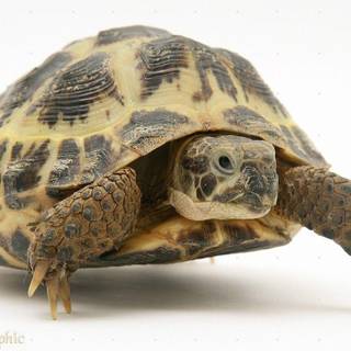 Tortoise image