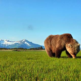 Brown bear wallpaper