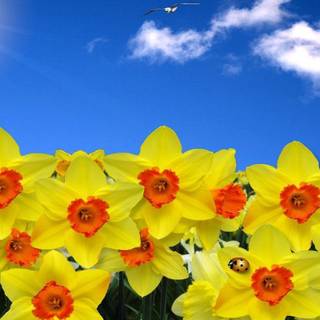 Daffodil wallpaper