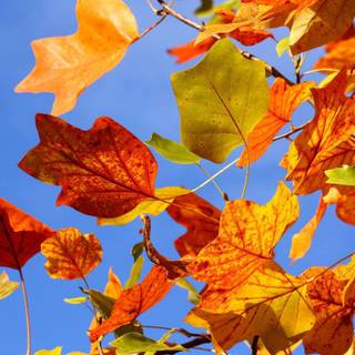 Autumn leaves wallpaper