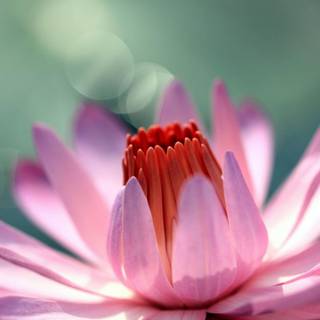 Water lily wallpaper