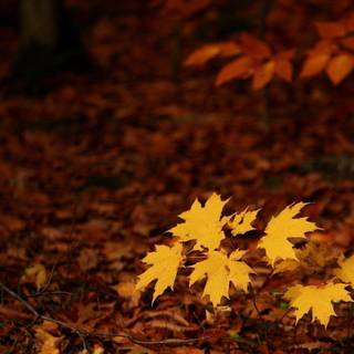 Landscapes wallpaper