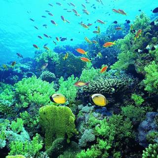 Coral reef wallpaper