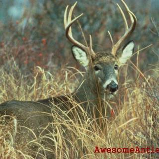 Deer hunting wallpaper for computer