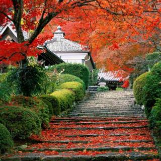 Beautiful wallpaper free