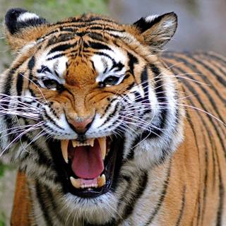 Tiger face wallpaper