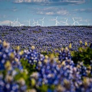 Bluebonnet wallpaper