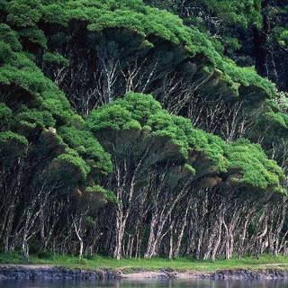 Nature forest wallpaper