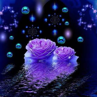 Free pictures of purple roses